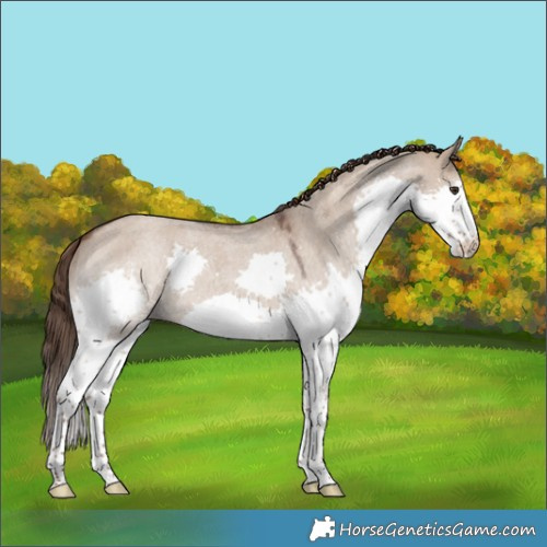 Horse Color:Liver Red Dun Roan Splash 