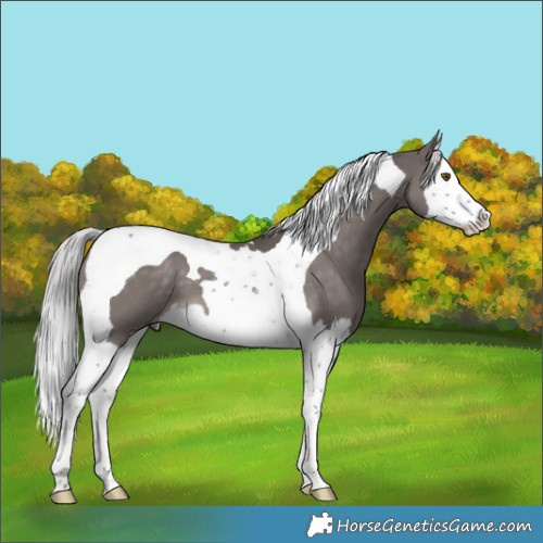 Horse Color:Platinum White Spotted Chocolate Palomino Splash Tobiano 