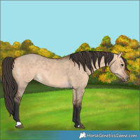 Horse Color:Bay Dun  and Bay Dun Rabicano 