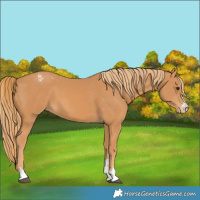 Horse Color:Chestnut Appaloosa 