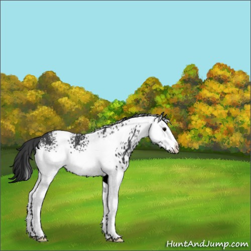 Horse Color:White Spotted Black Sabino Rabicano 