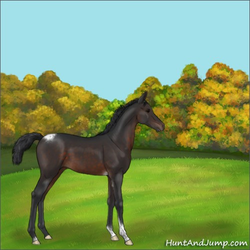 Horse Color:Brown Tobiano 