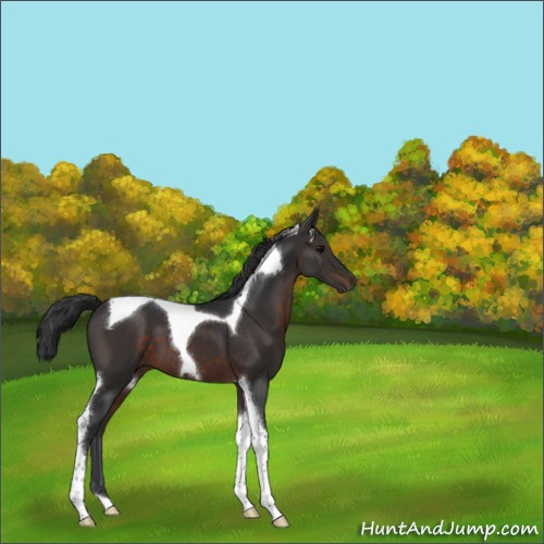 Horse Color:Brown Tobiano 