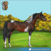 Horse Color:Brown Tobiano 