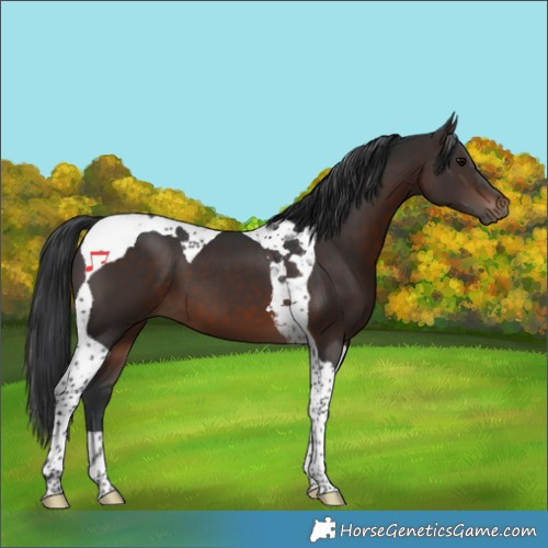 Horse Color:Brown Tobiano 