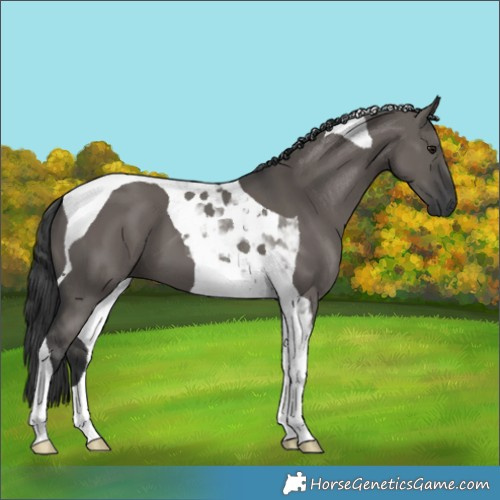 Horse Color:Grullo Tobiano 