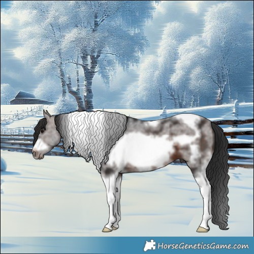 Horse Color:Brown Sabino Tobiano Frame 