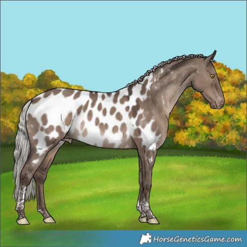 Horse Color:Silver Grullo Tobiano Appaloosa 