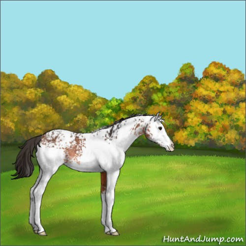 Horse Color:White Spotted Bay Rabicano 