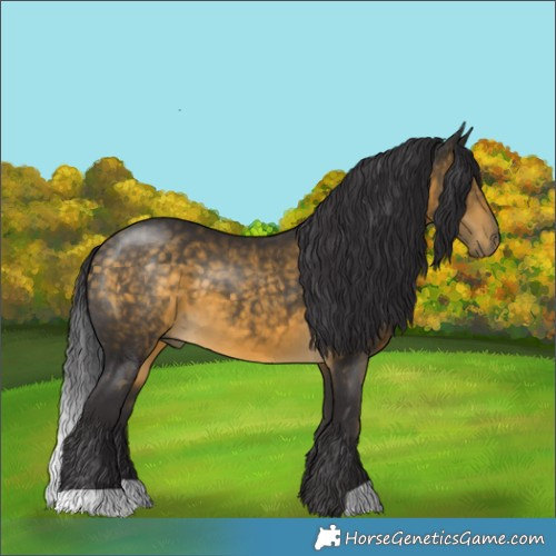 Horse Color:Buckskin 