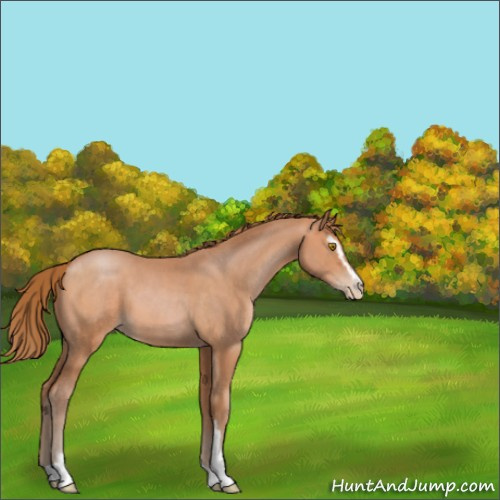 Horse Color:Bay Pearl Sabino 