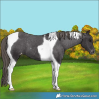 Horse Color:Smoky Black Tobiano Appaloosa 