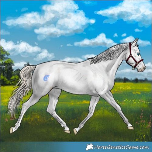 Horse Color:Perlino Roan Tobiano Appaloosa Rabicano 