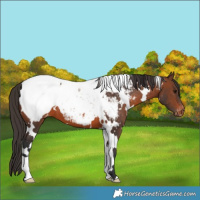Horse Color:White Spotted Brown Appaloosa 
