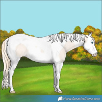 Horse Color:Perlino Roan Splash Tobiano Appaloosa 