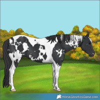 Horse Color:White Spotted Black Tobiano 