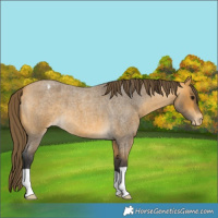 Horse Color:Buckskin Roan Appaloosa