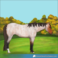 Horse Color:Bay Roan 