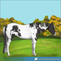 Horse Color:White Spotted Smoky Black Tobiano 