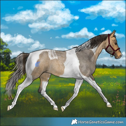 Horse Color:Buckskin Roan Tobiano 
