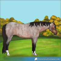 Horse Color:Gray Bay Roan 