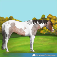 Horse Color:Brown Roan Tobiano Appaloosa 