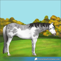 Horse Color:Smoky Blue Roan Splash Frame