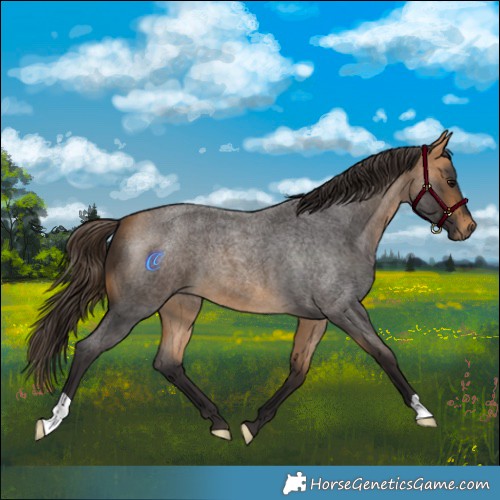 Horse Color:Buckskin Roan 