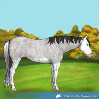 Horse Color:Smoky Grullo Roan Splash