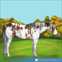 Horse Color:Gray White Spotted Bay 