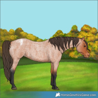 Horse Color:Bay Roan Varnish 