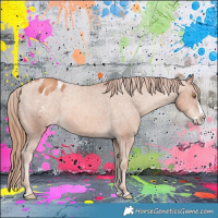 Horse Color:Gold Champagne Splash Appaloosa 
