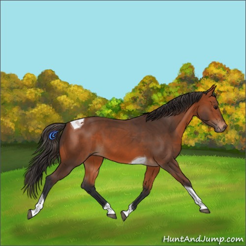 Horse Color:Bay Tobiano 