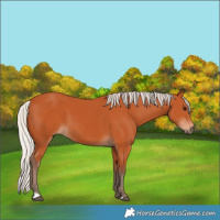 Horse Color:Silver Bay 
