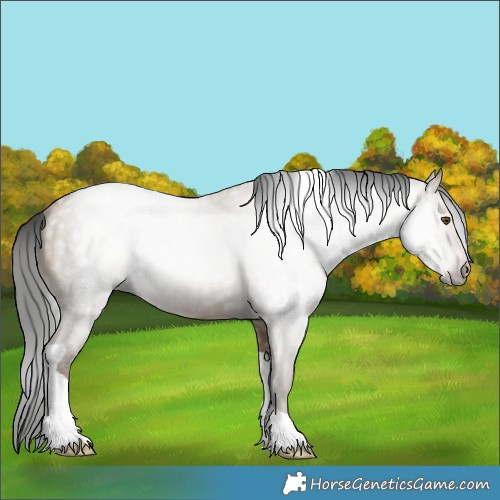 Horse Color:Gray Classic Champagne Dun Tobiano 