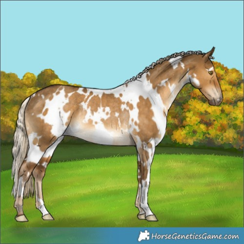 Horse Color:White Spotted Chocolate Palomino Dun Rabicano 