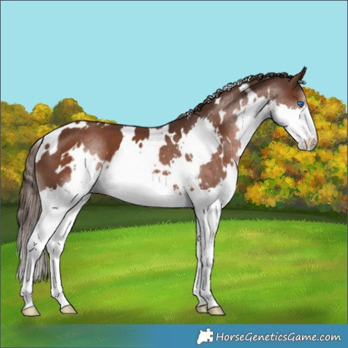 Horse Color:White Spotted Liver Chestnut Splash 