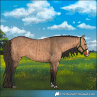 Horse Color:Liver Red Dun  and Bay Dun Splash 
