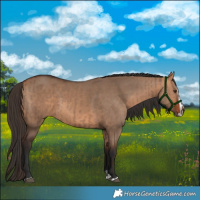 Horse Color:Liver Red Dun and Bay Dun Splash