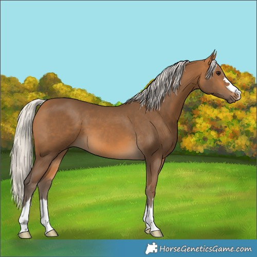 Horse Color:Silver Buckskin 