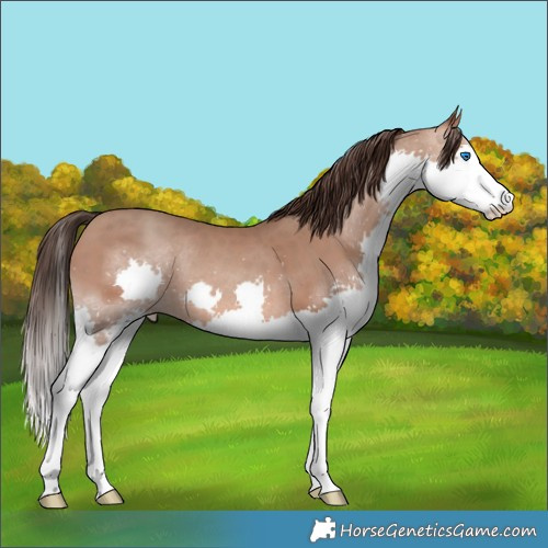 Horse Color:Sable Champagne Splash 