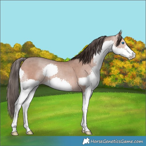 Horse Color:Sable Champagne Splash 