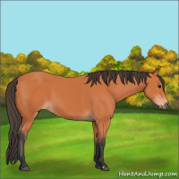Horse Color:Bay 