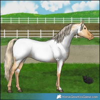 Horse Color:Palomino Dun Near Fewspot 