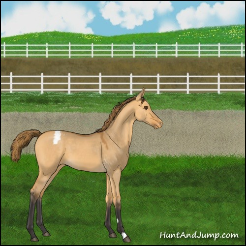 Horse Color:Buckskin Dun Appaloosa 