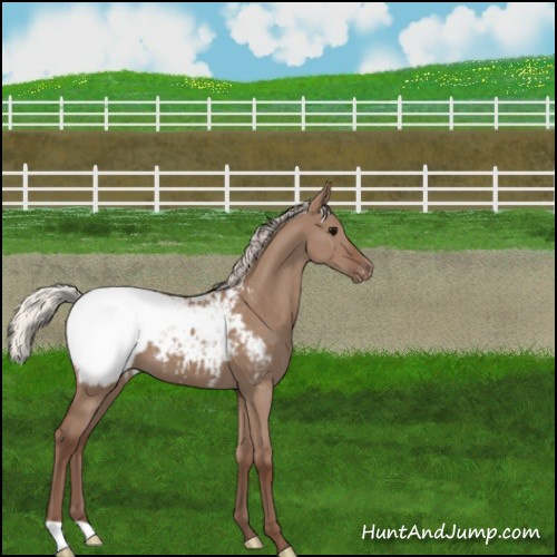 Horse Color:Silver Grullo Appaloosa 