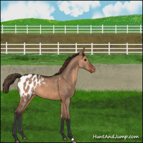 Horse Color:Brown Dun Appaloosa 