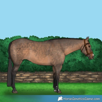 Horse Color:Brown Dun  and Brown Dun 
