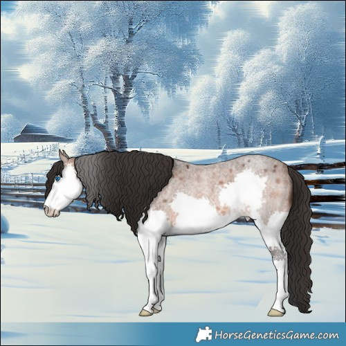 Horse Color:Brown Roan Splash Rabicano 
