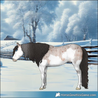 Horse Color:Brown Roan Splash Rabicano 